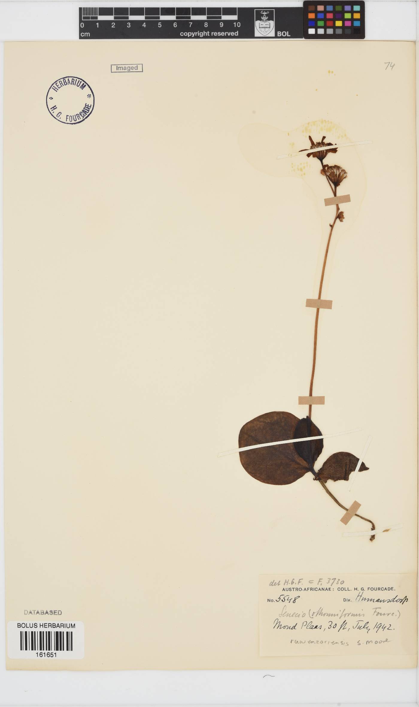 Senecio ruwenzoriensis image