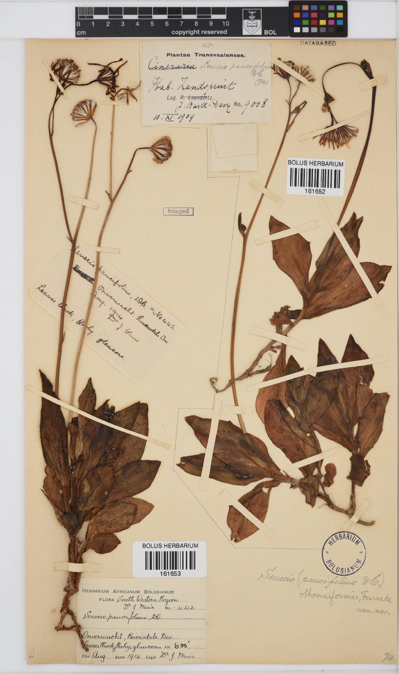 Senecio ruwenzoriensis image