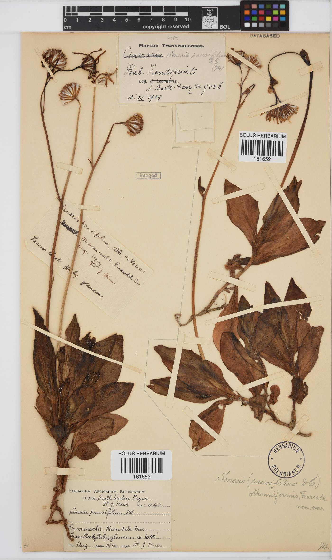 Senecio ruwenzoriensis image