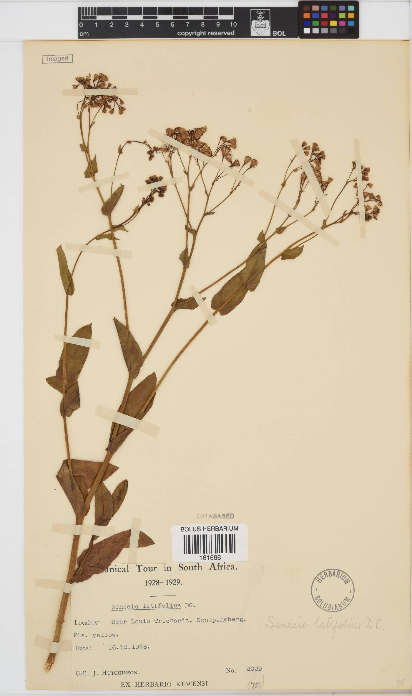 Senecio latifolius image