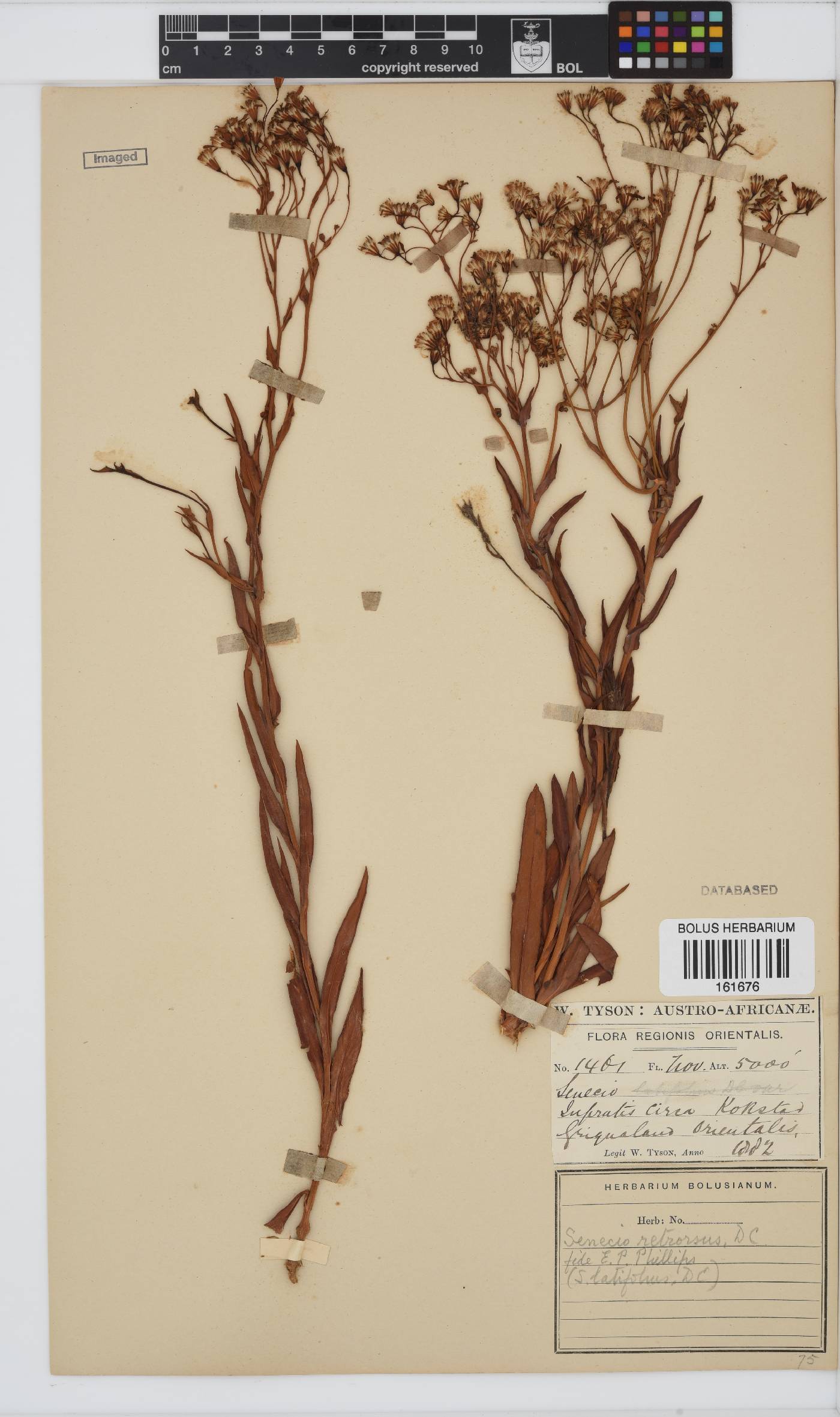 Senecio retrorsus image