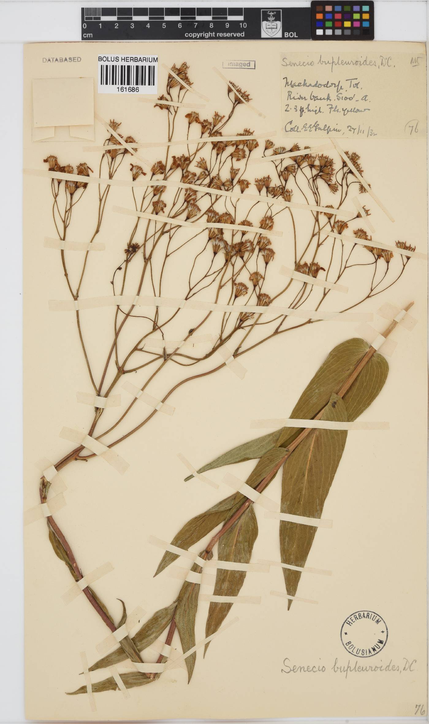 Senecio bupleuroides image