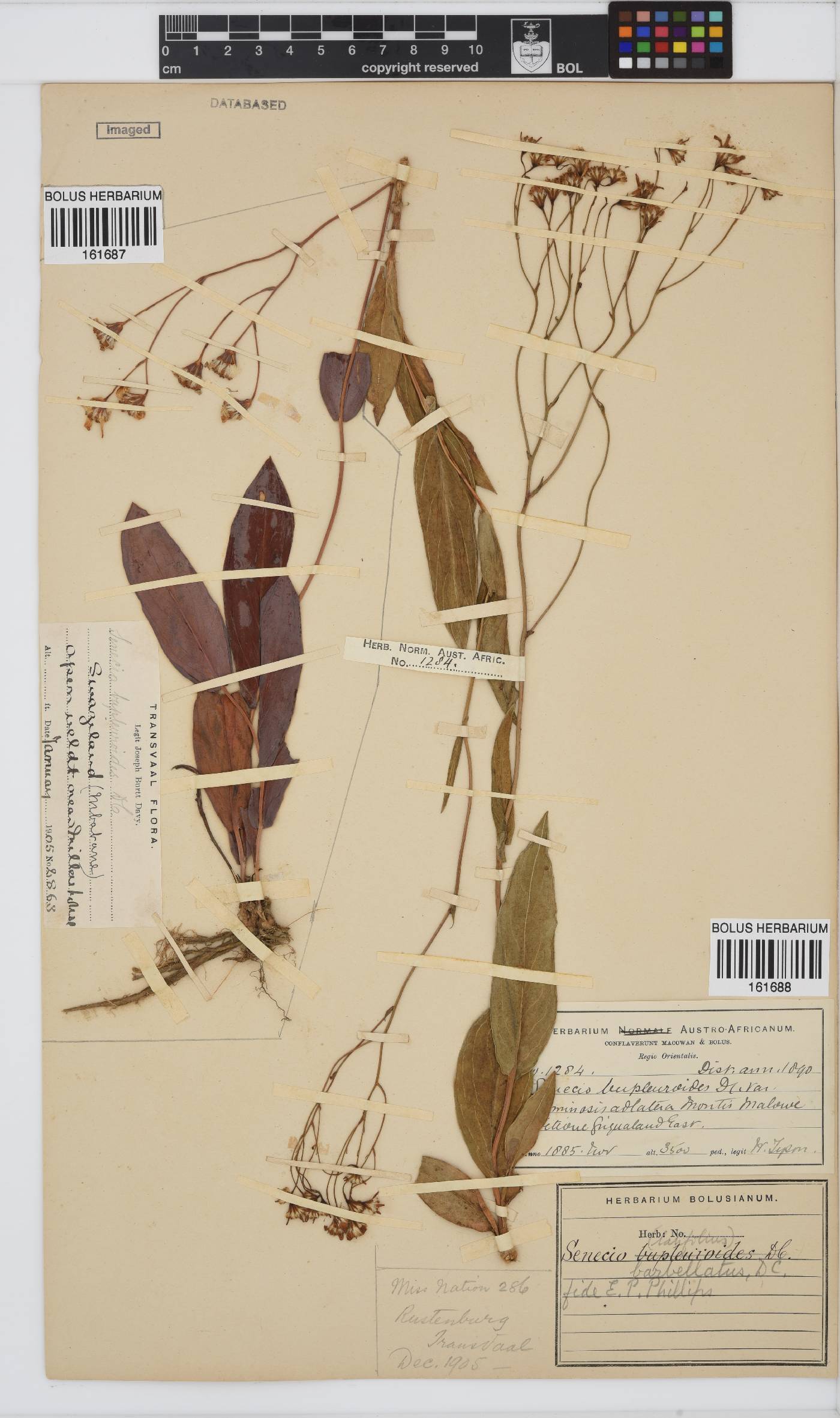 Senecio bupleuroides image