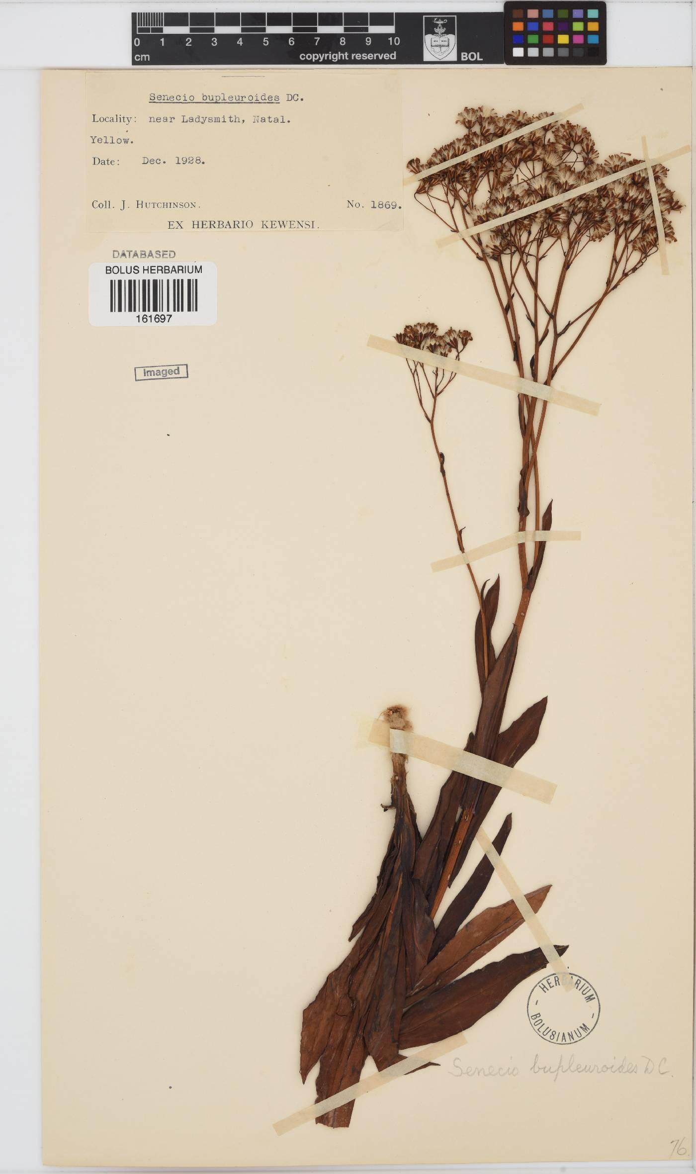 Senecio bupleuroides image