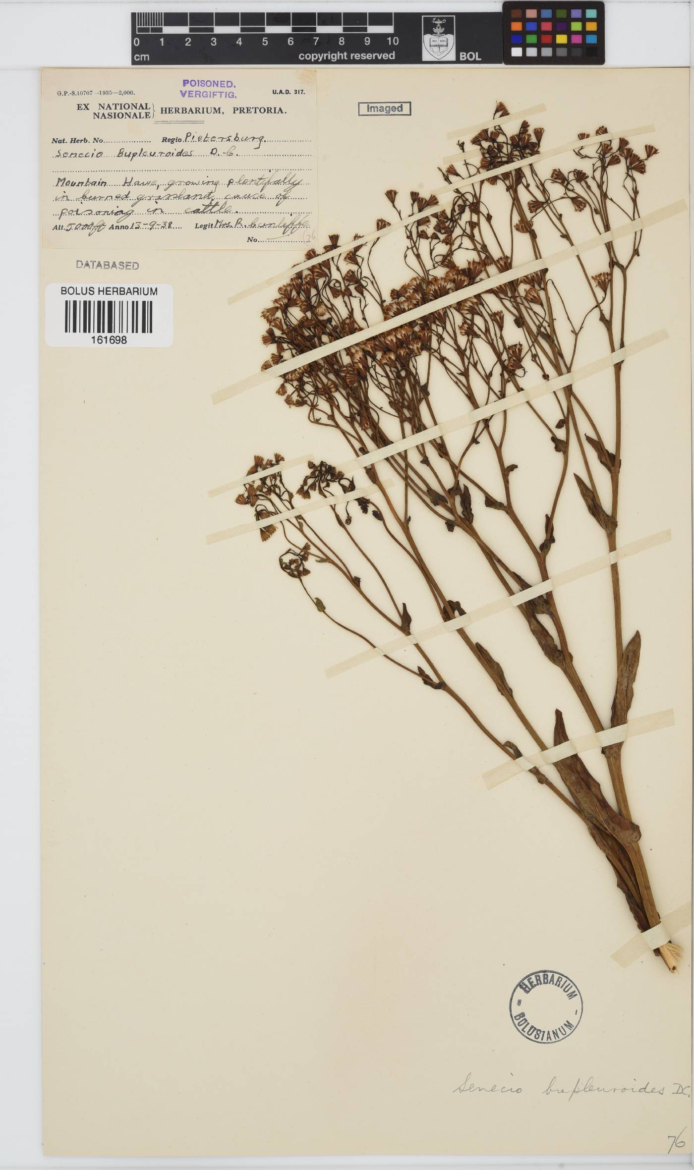 Senecio bupleuroides image