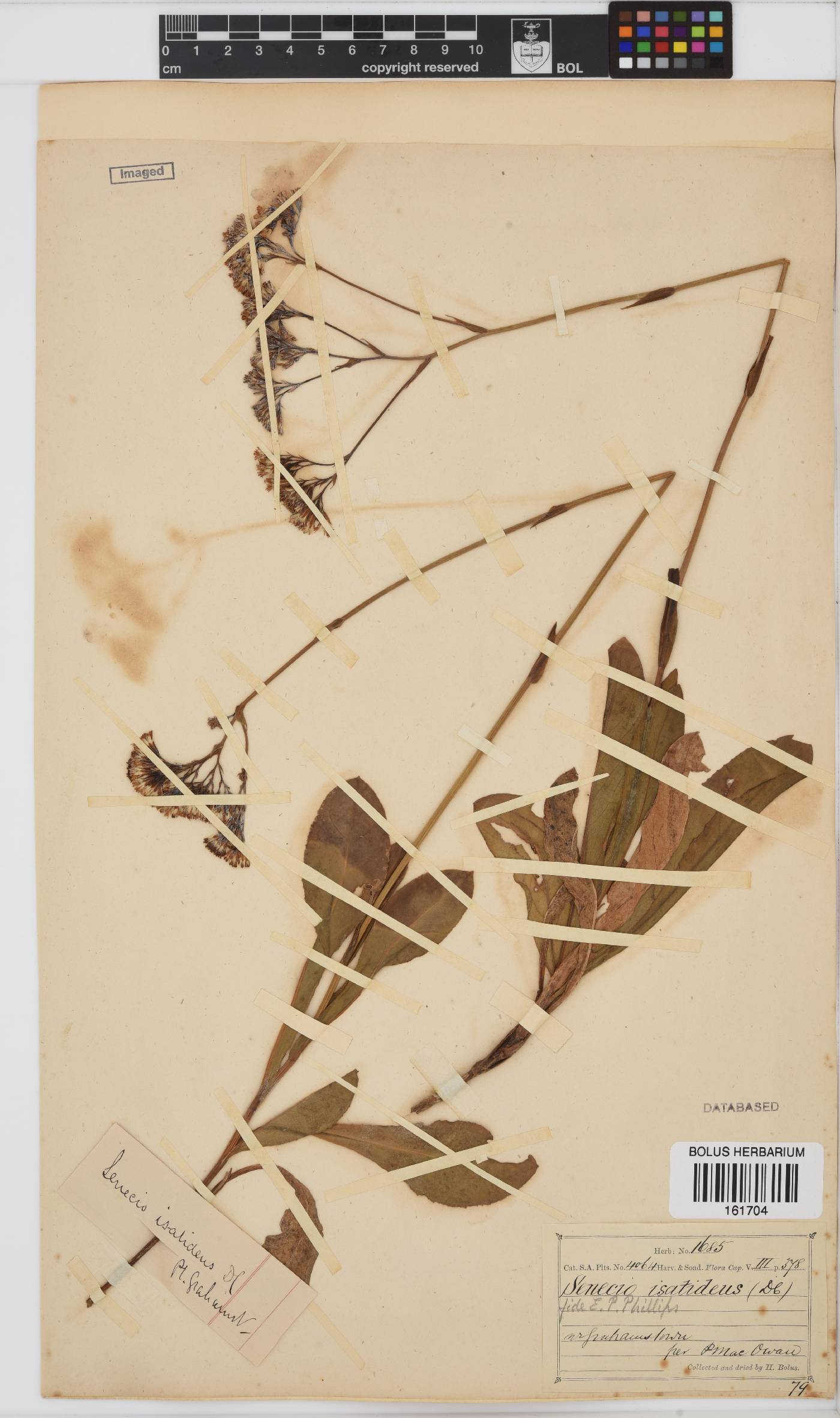 Senecio isatideus image