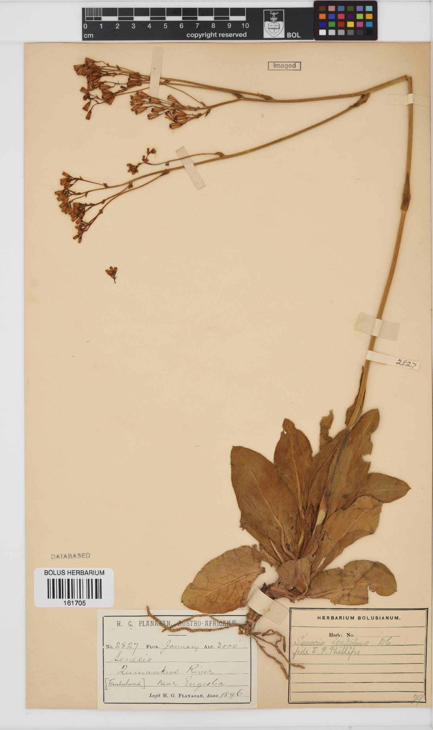 Senecio isatideus image