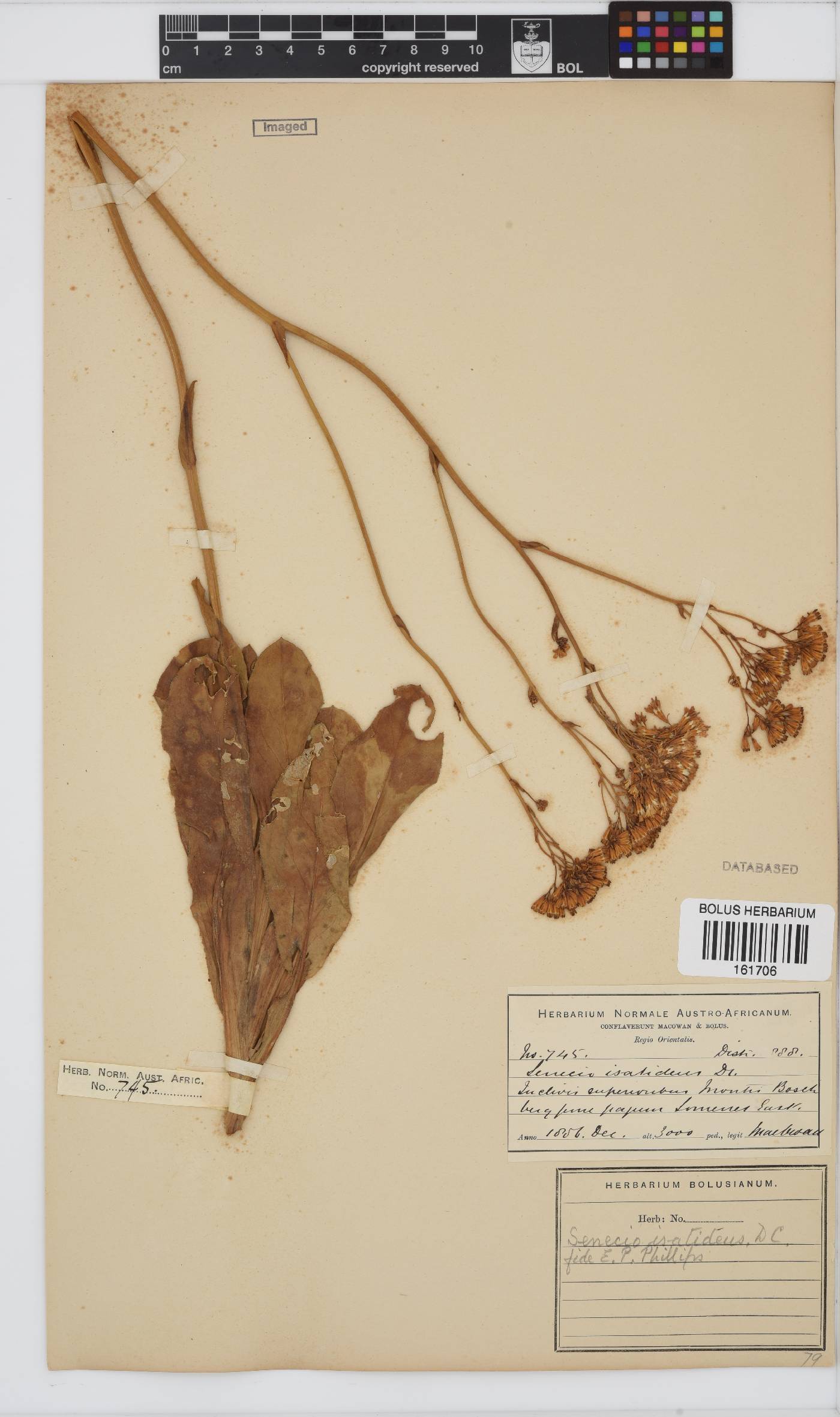 Senecio isatideus image