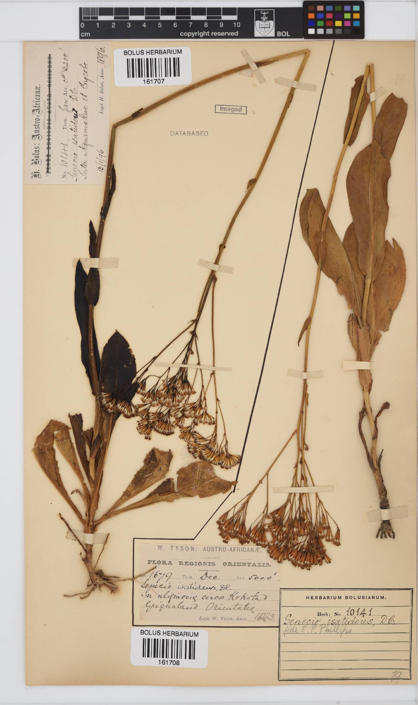 Senecio isatideus image