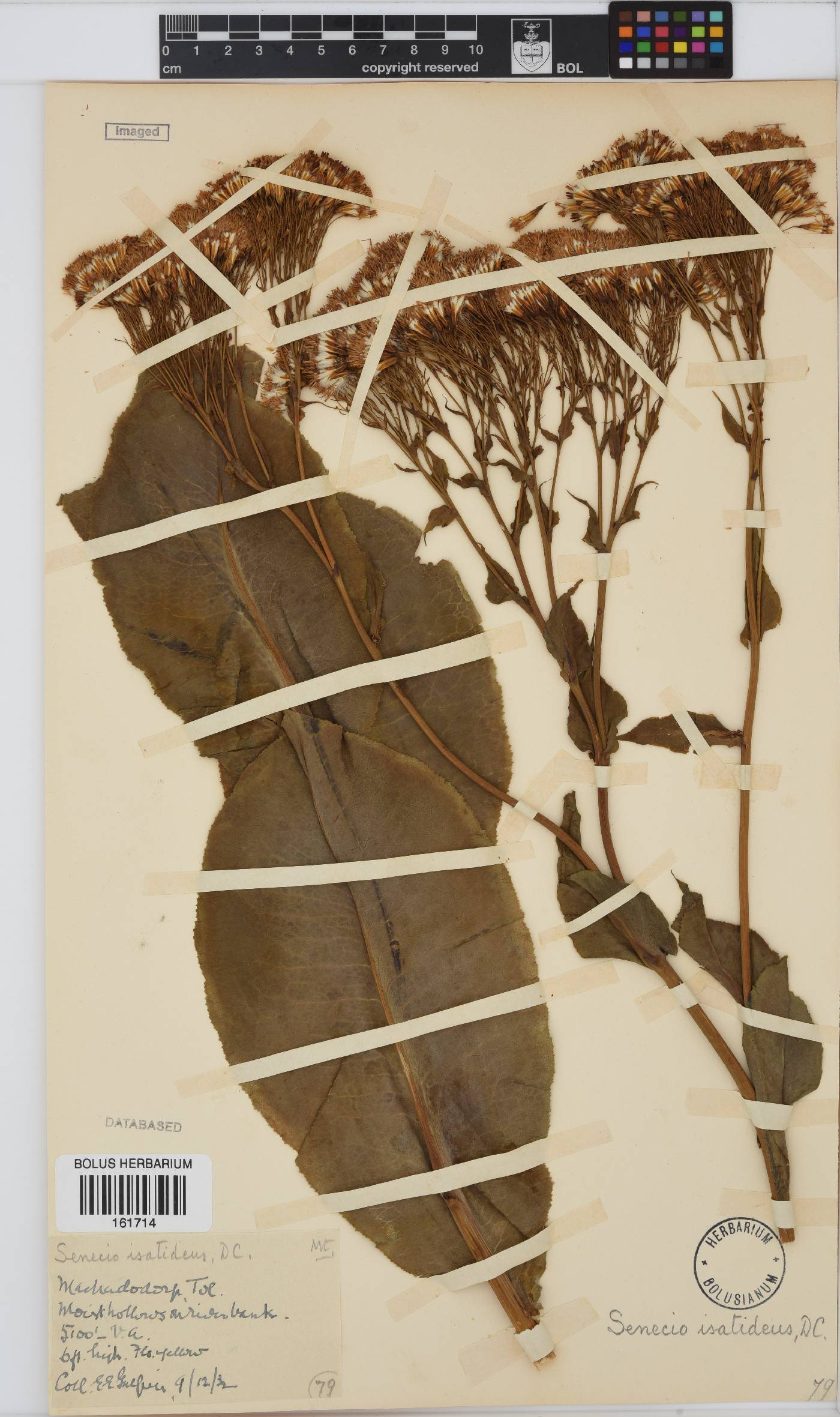Senecio isatideus image