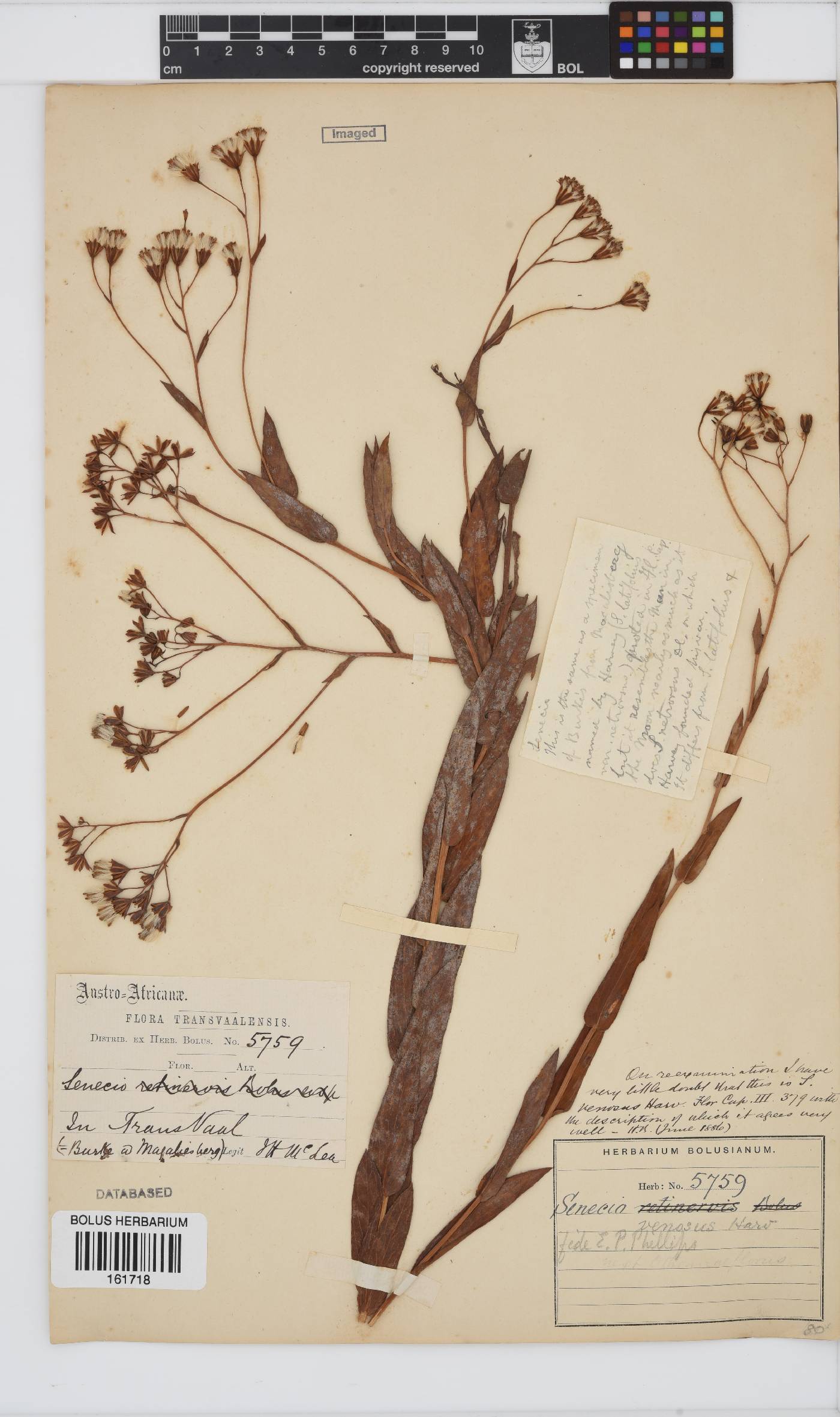 Senecio venosus image