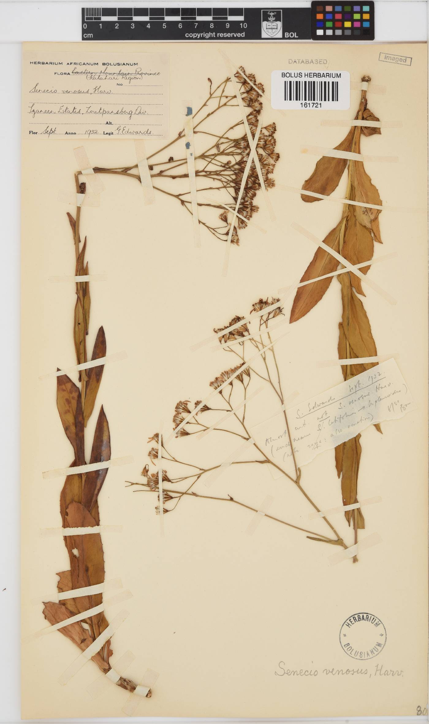 Senecio venosus image