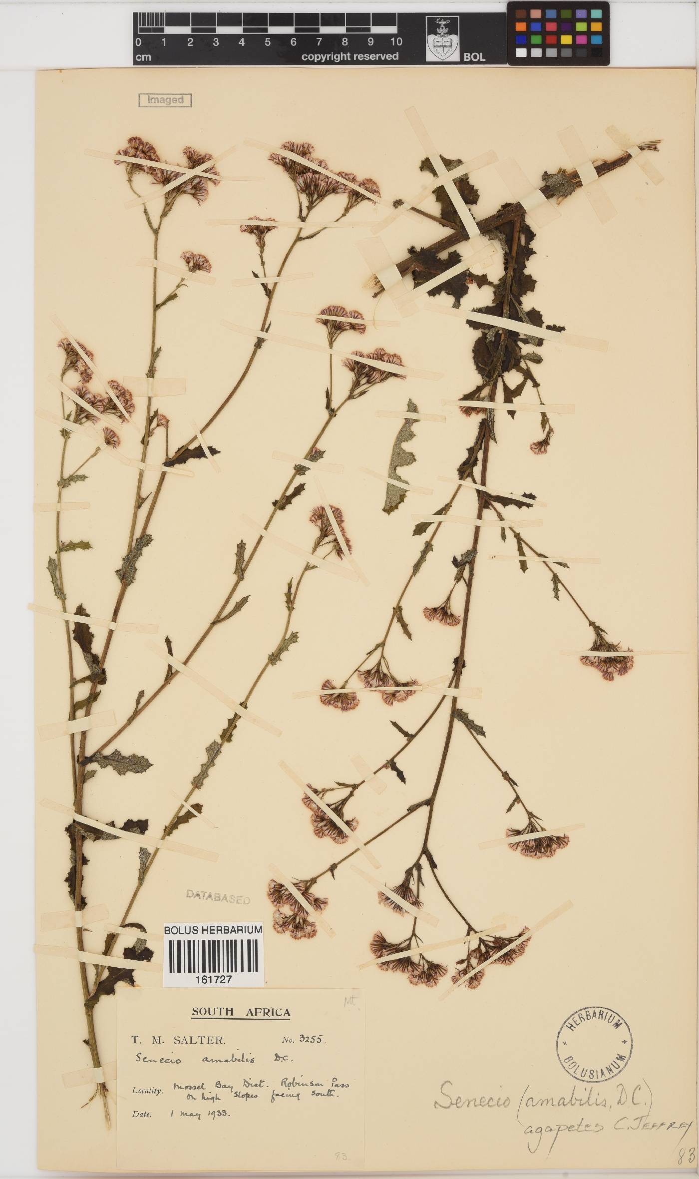 Senecio agapetes image