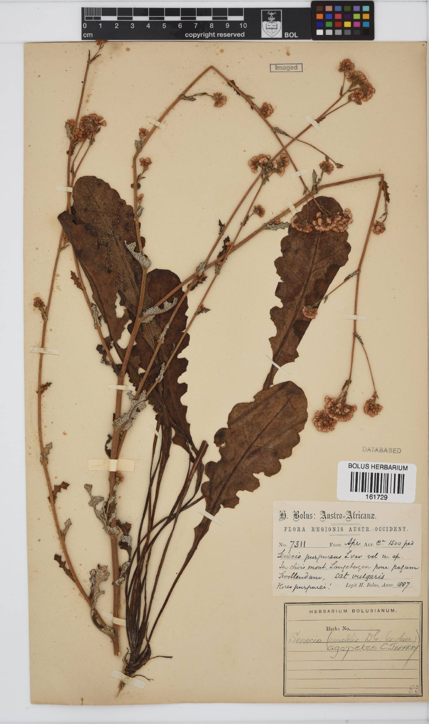 Senecio agapetes image