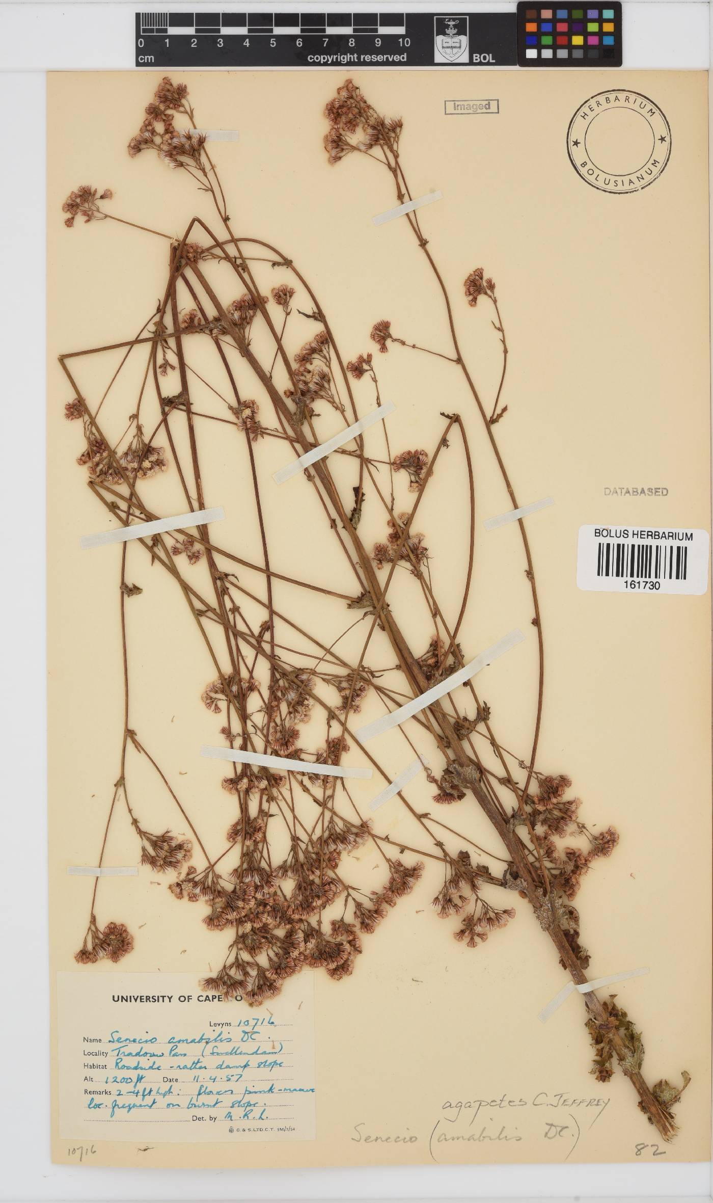 Senecio agapetes image