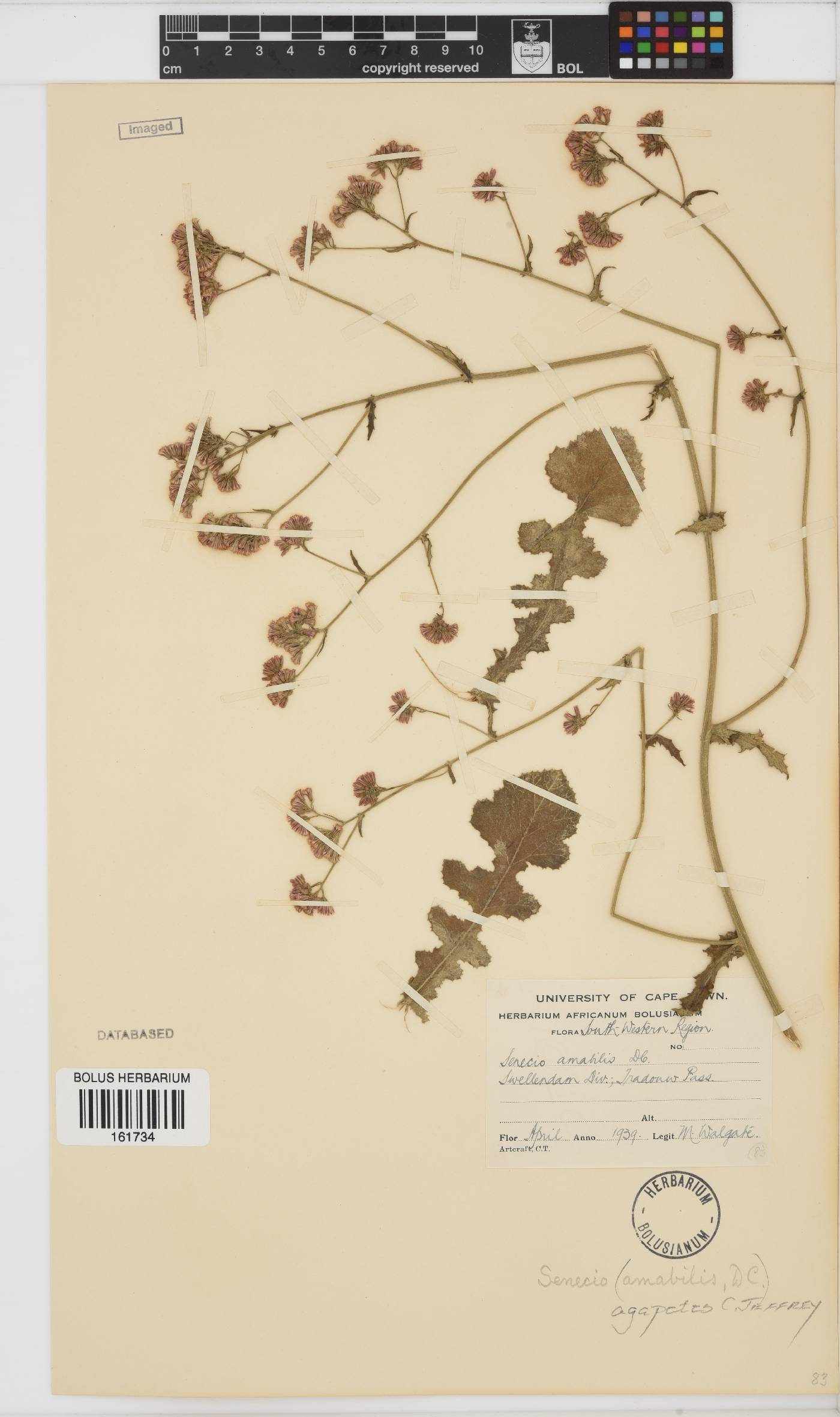 Senecio agapetes image