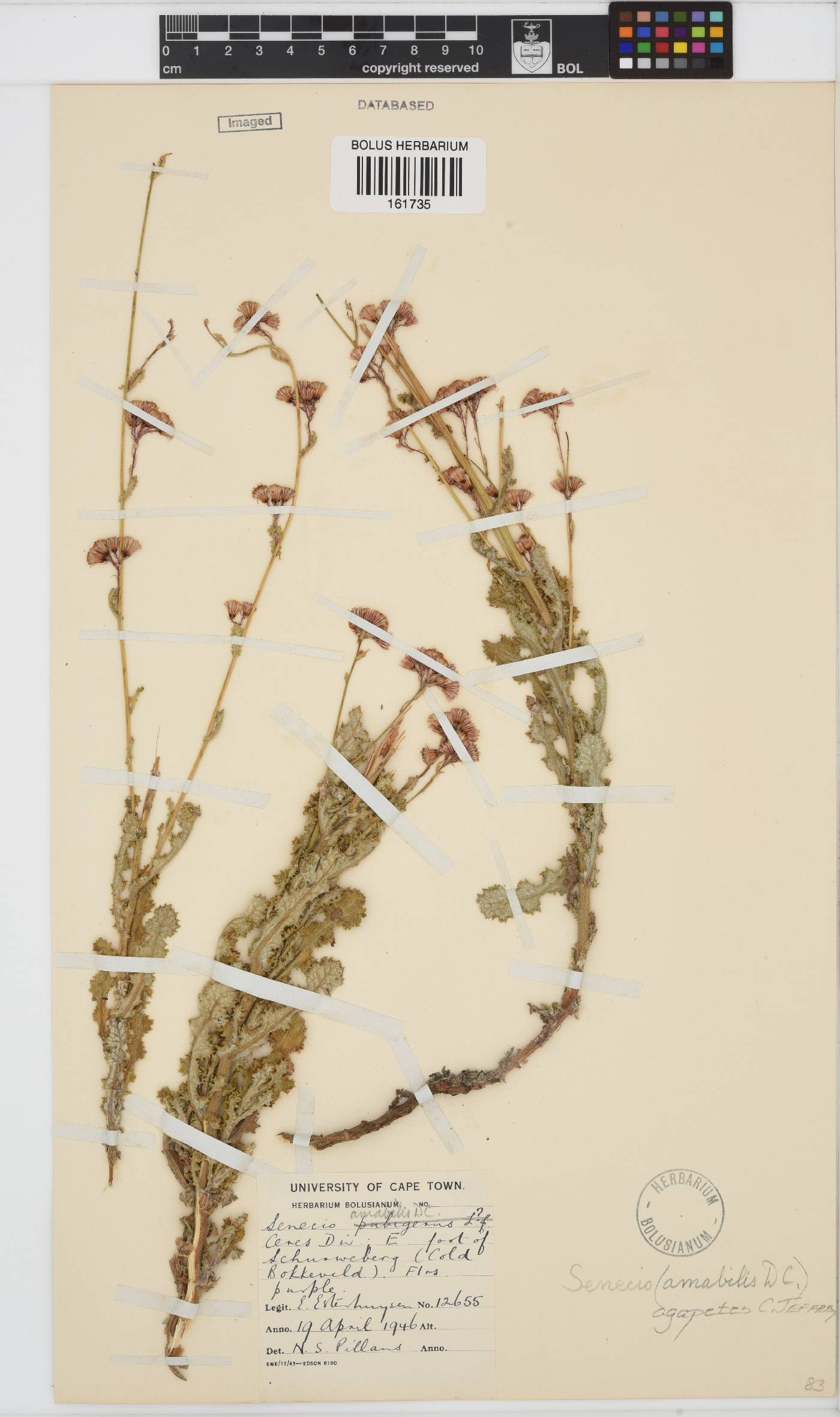 Senecio agapetes image
