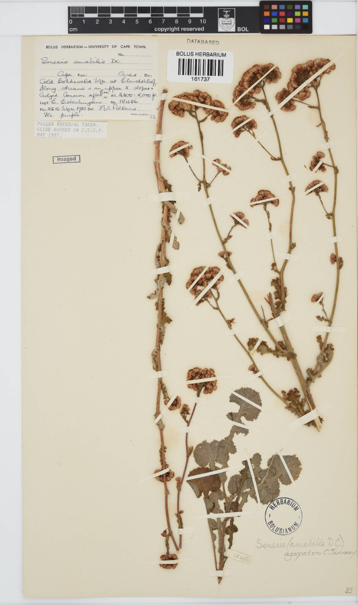 Senecio agapetes image