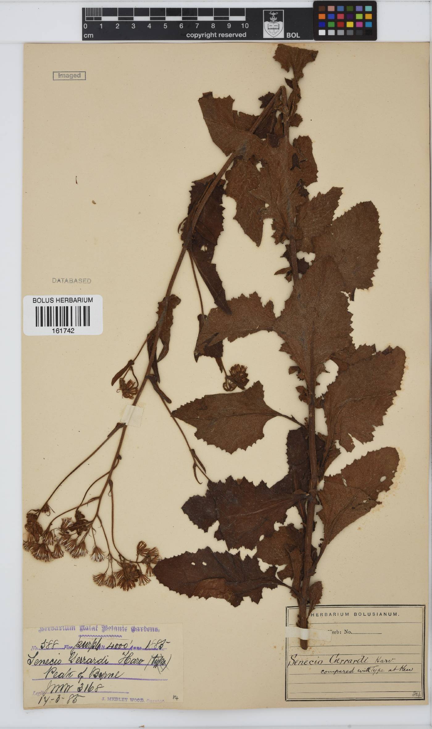 Senecio gerrardii image