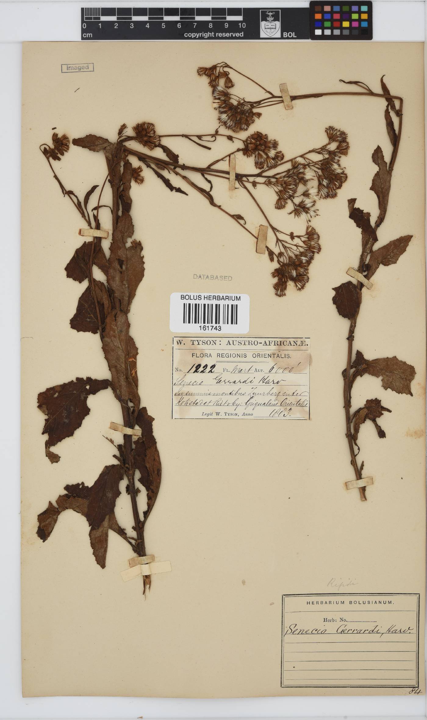Senecio gerrardii image