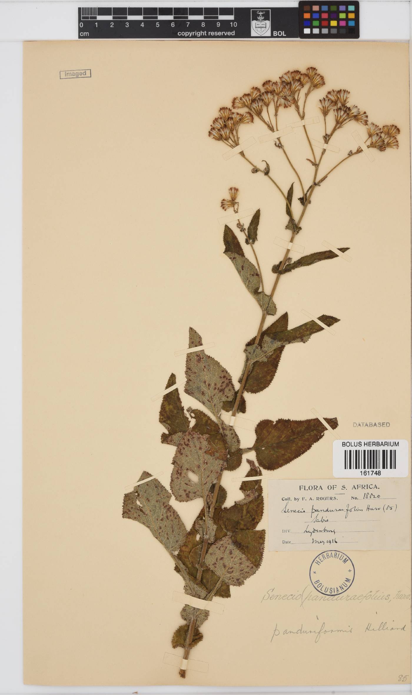 Senecio panduriformis image