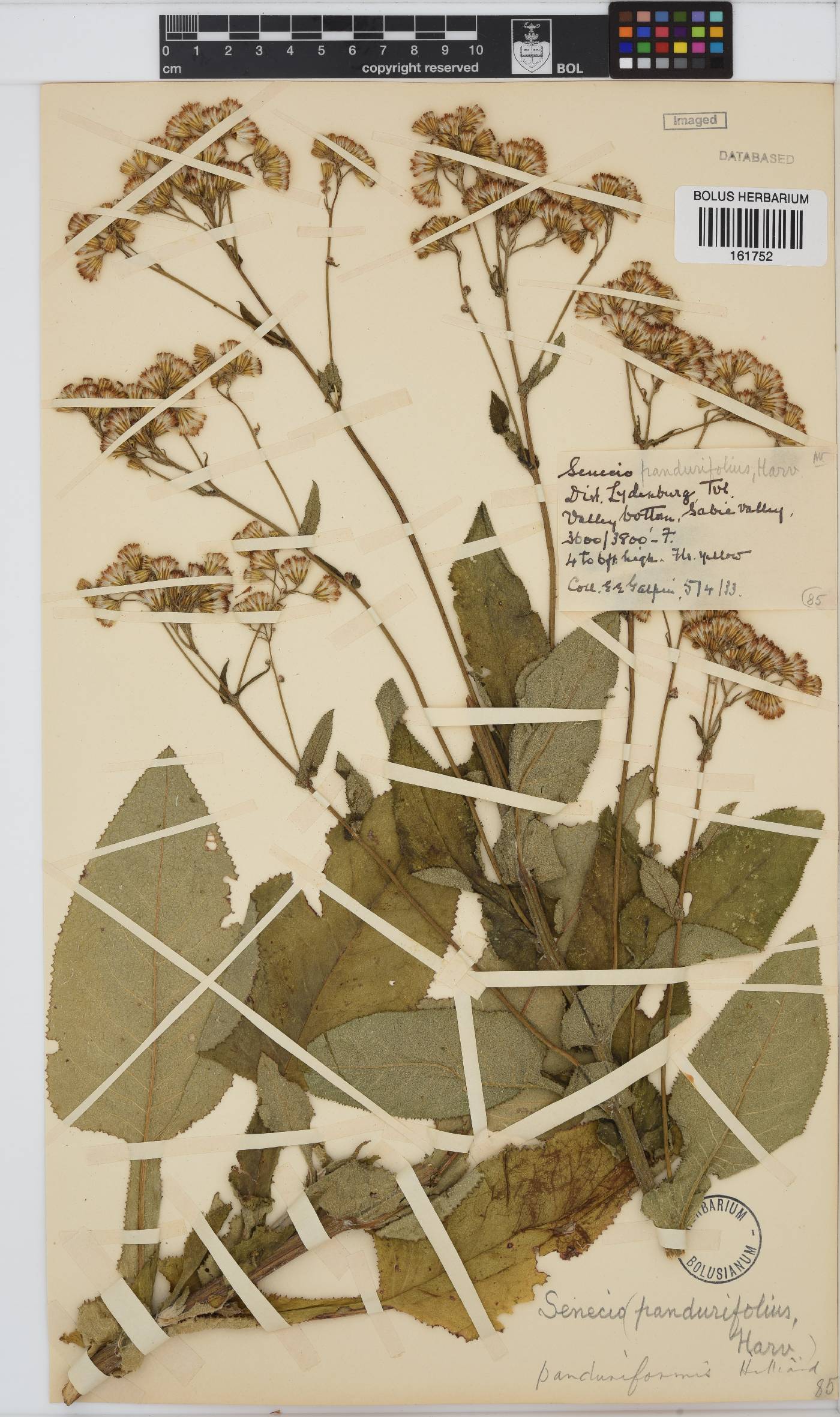 Senecio panduriformis image