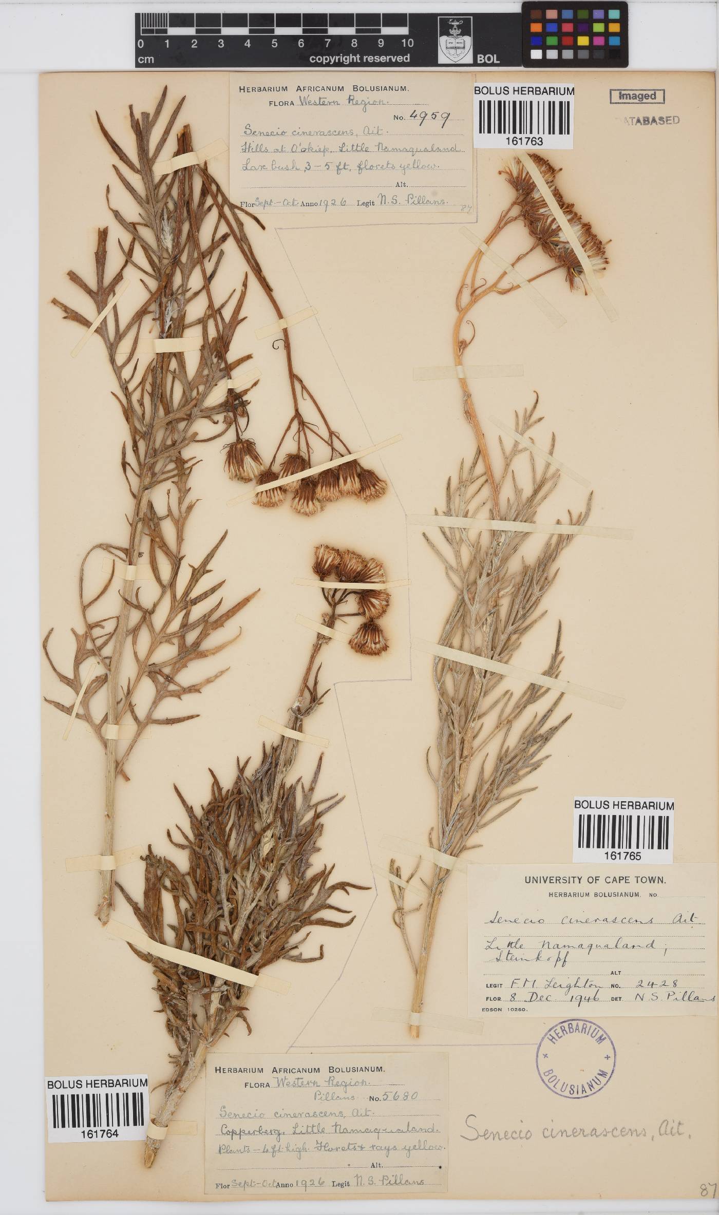 Senecio image