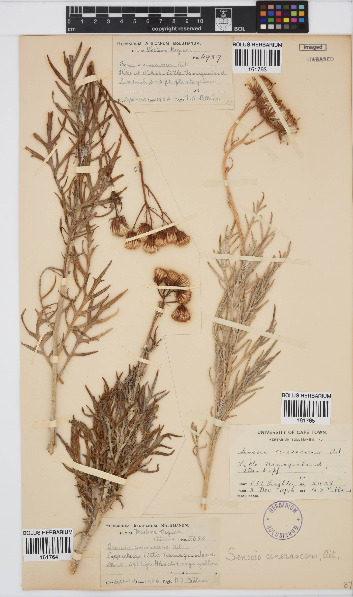 Senecio cinerascens image