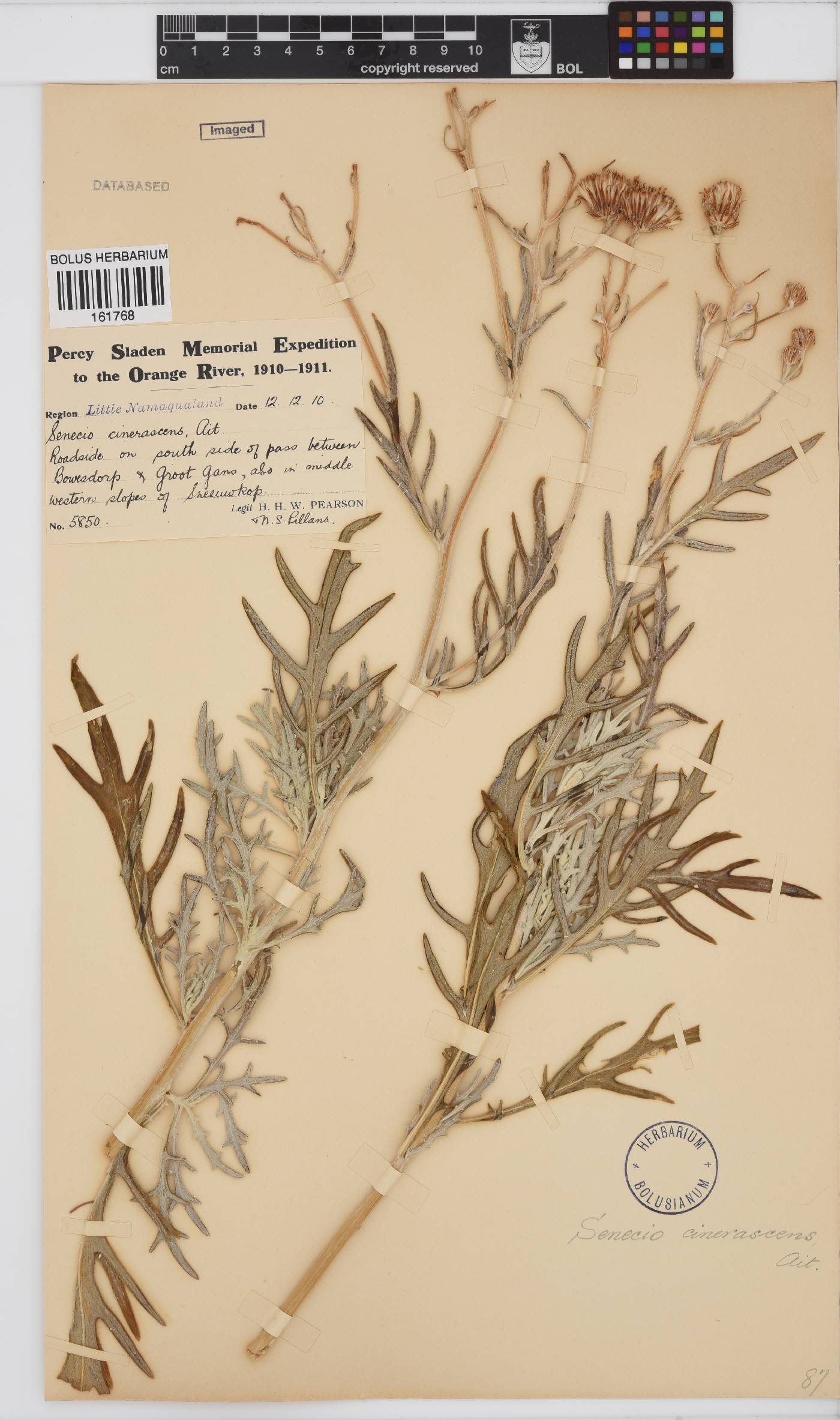 Senecio cinerascens image