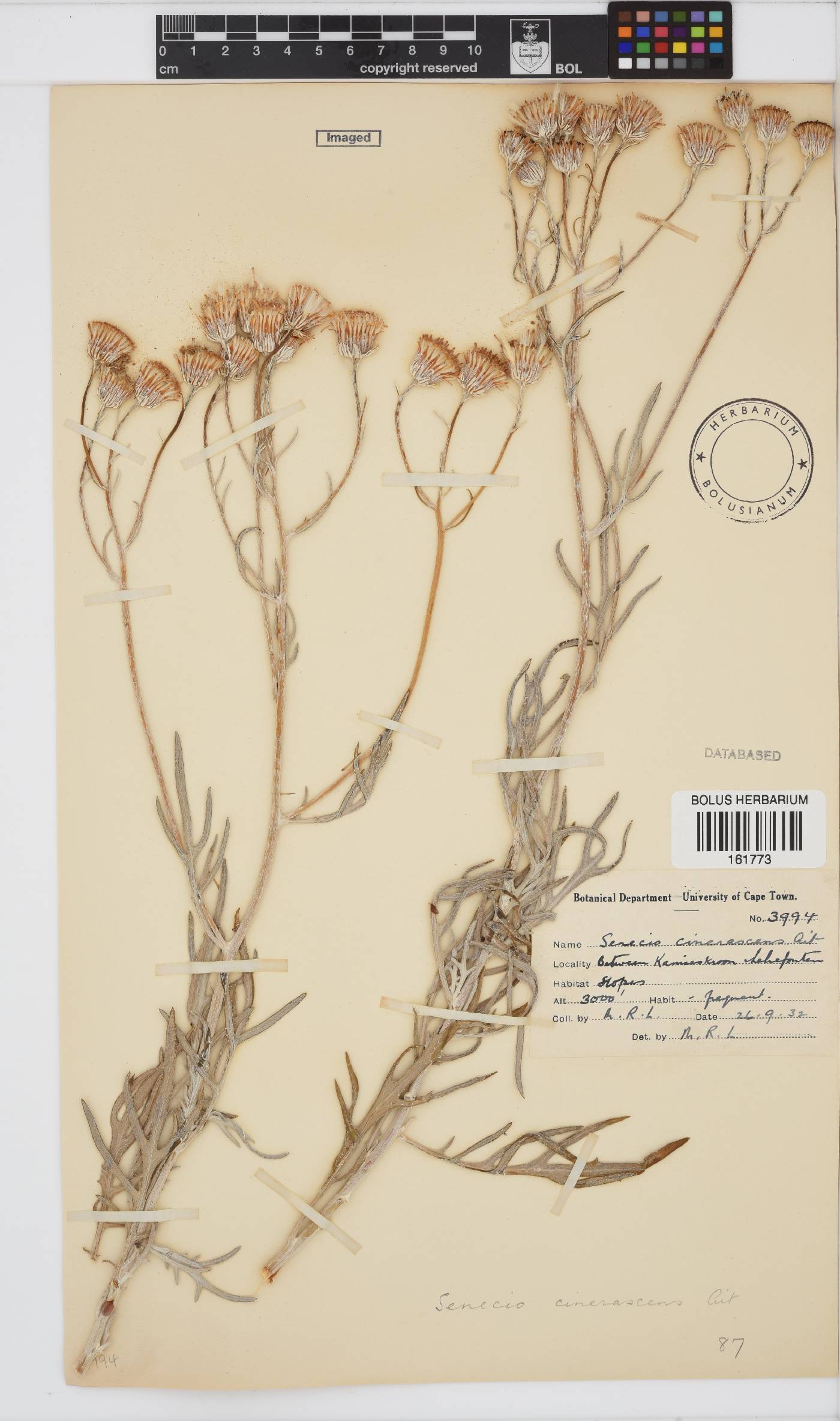 Senecio cinerascens image