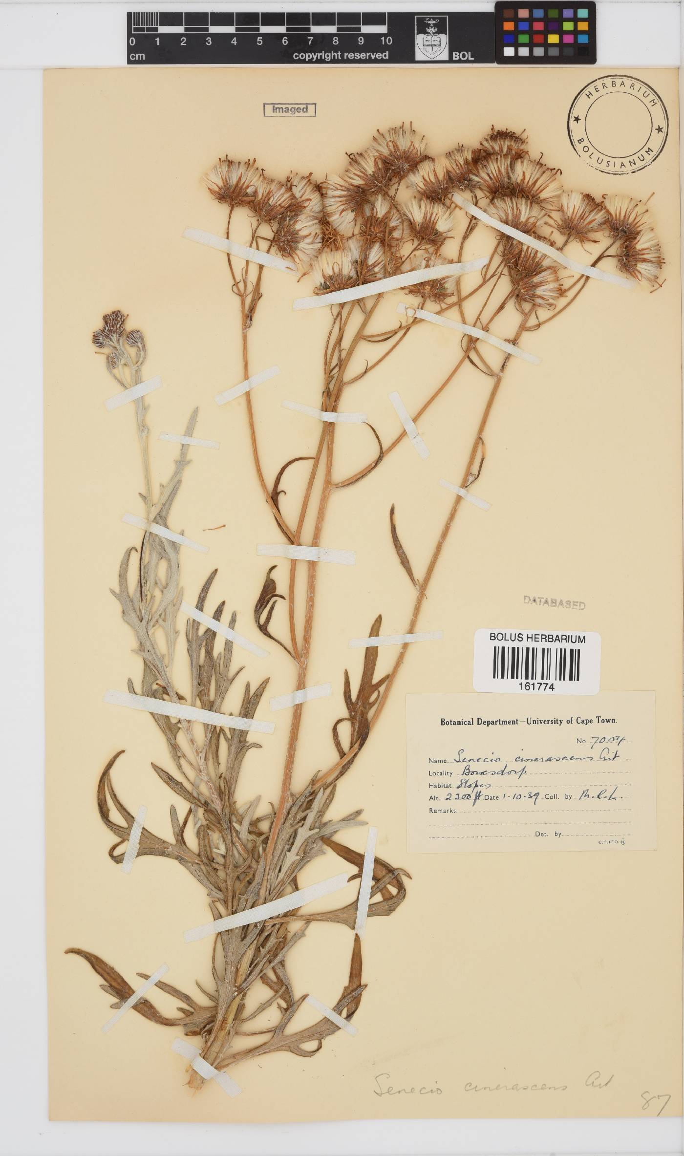 Senecio cinerascens image