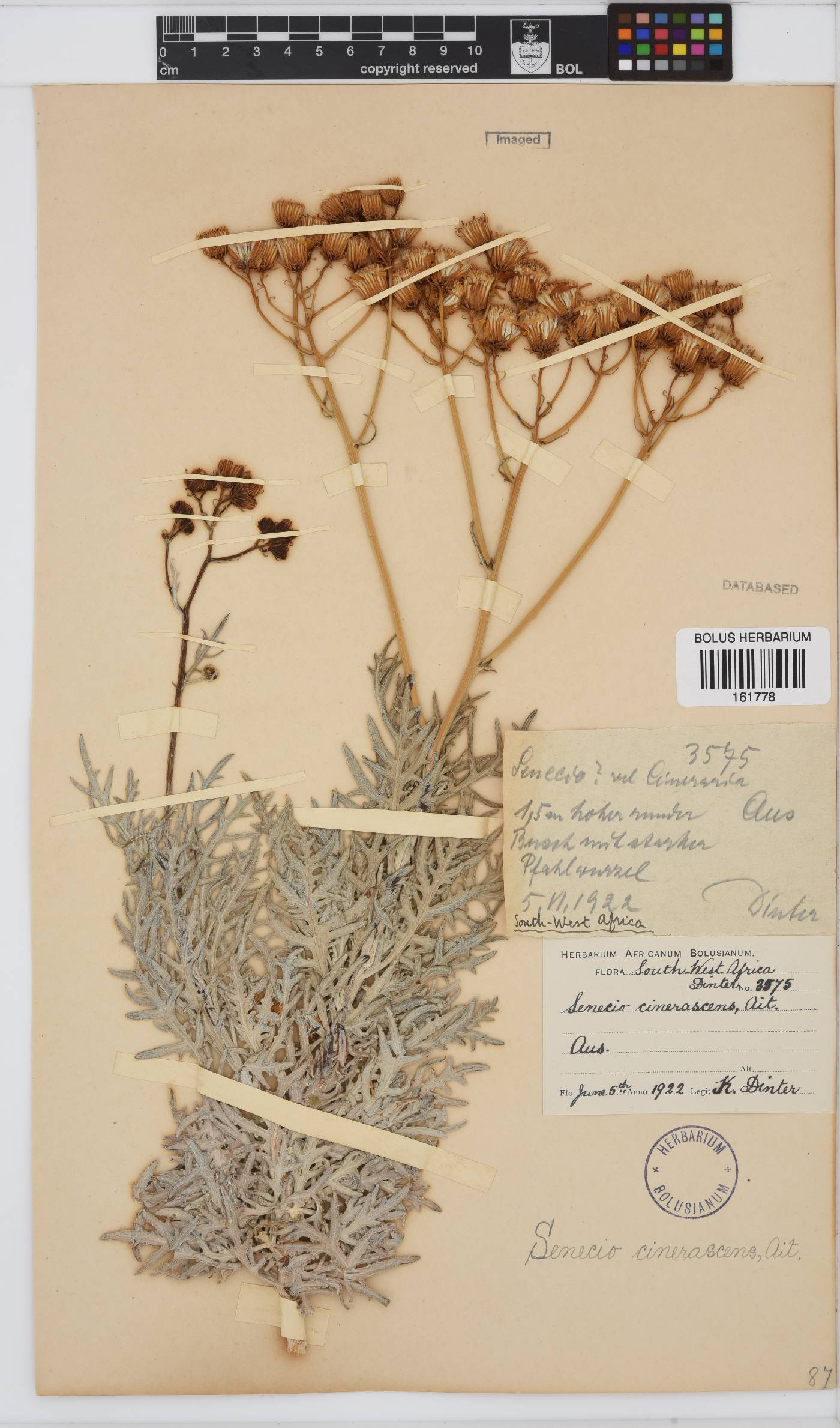 Senecio cinerascens image