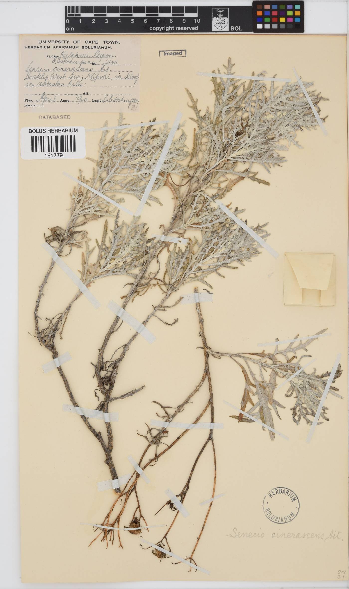 Senecio cinerascens image