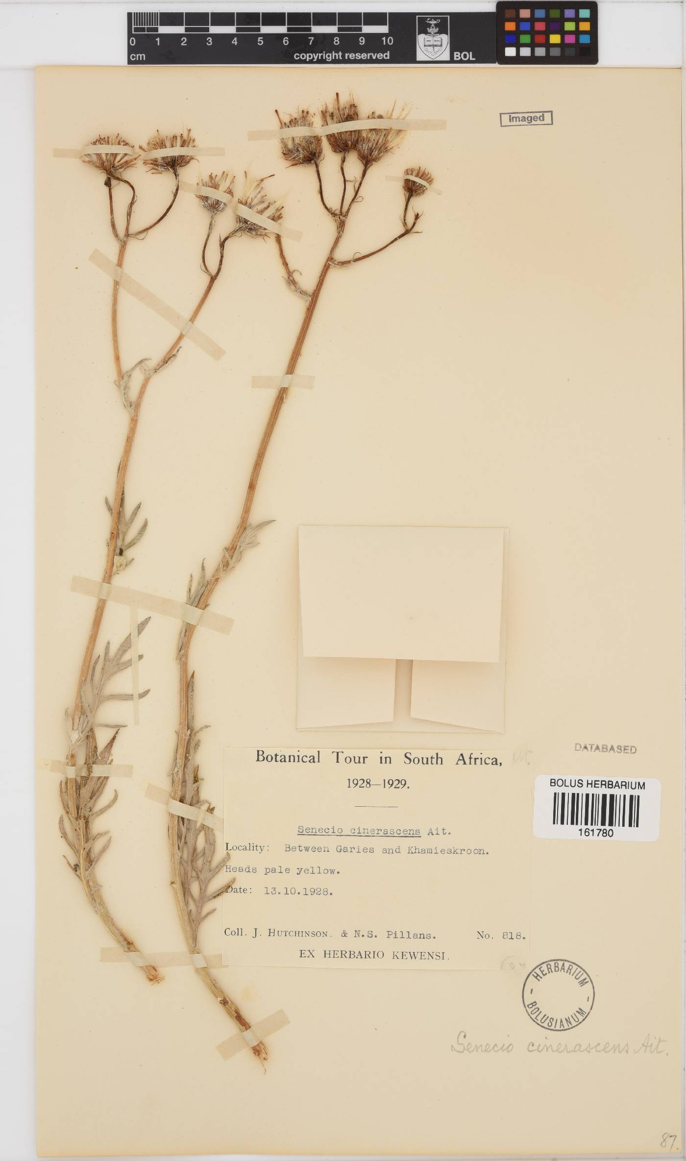 Senecio cinerascens image