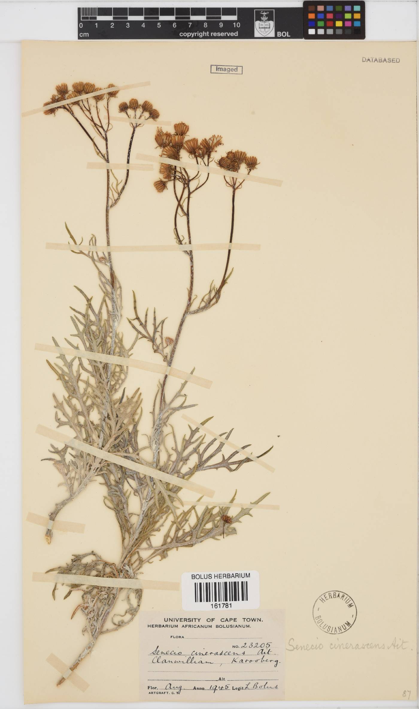 Senecio cinerascens image