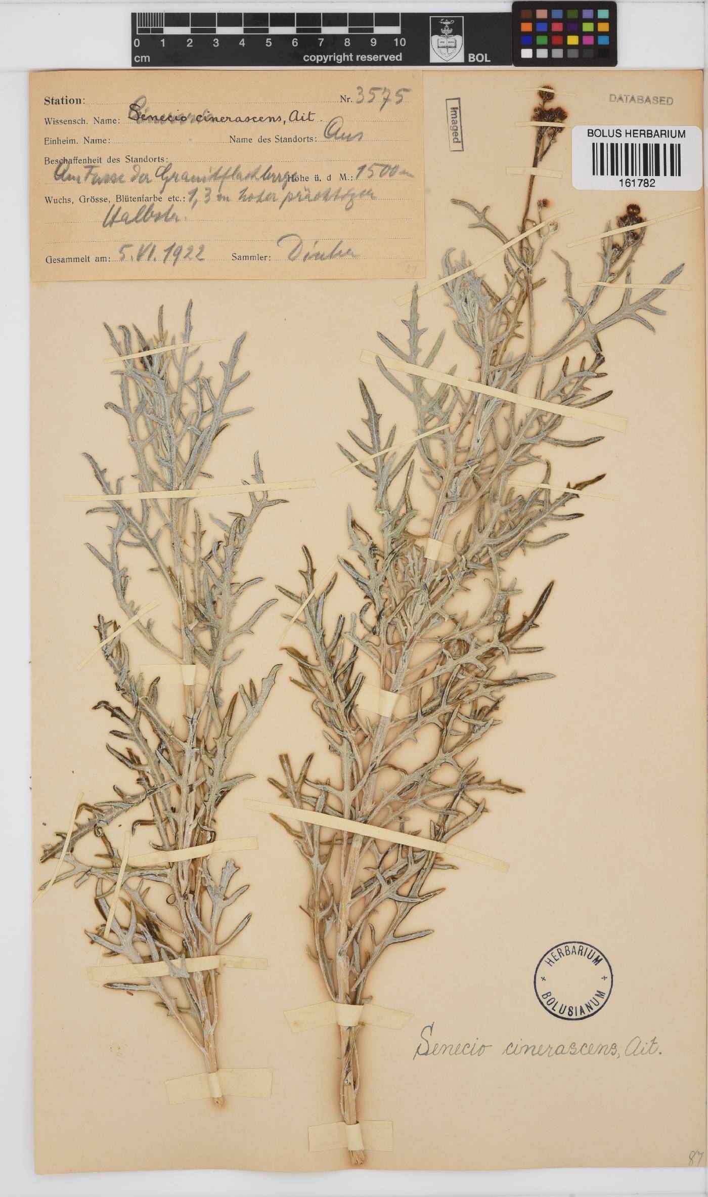 Senecio cinerascens image