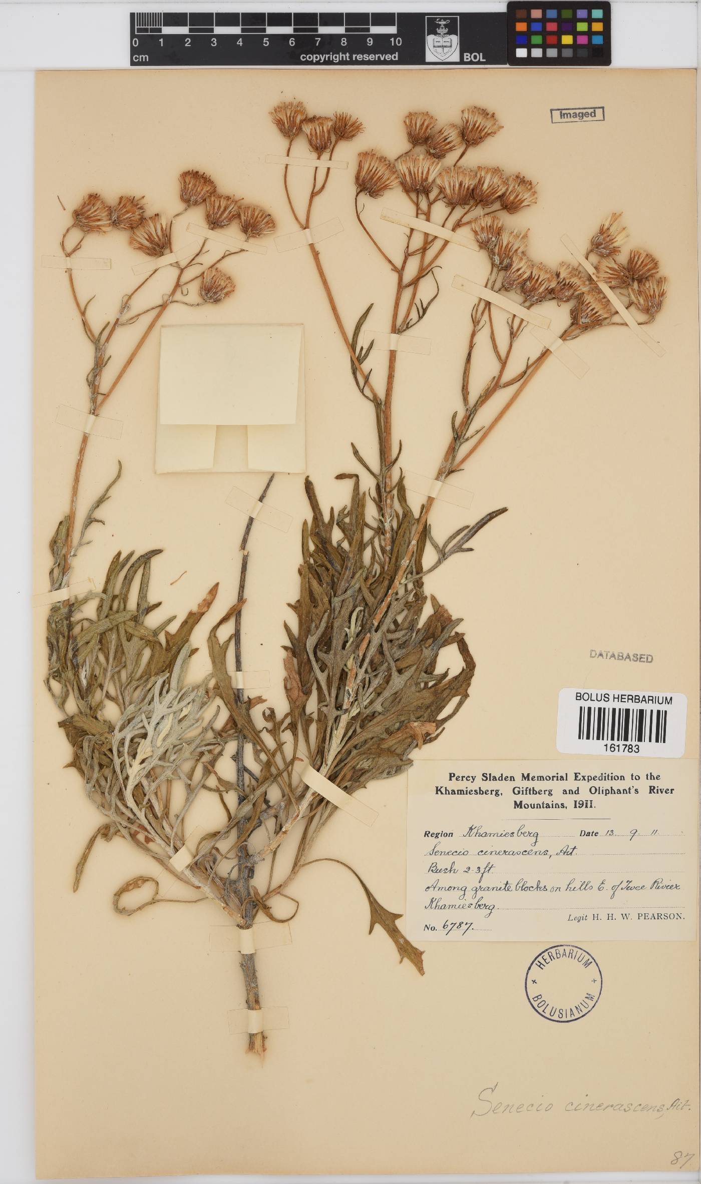 Senecio cinerascens image