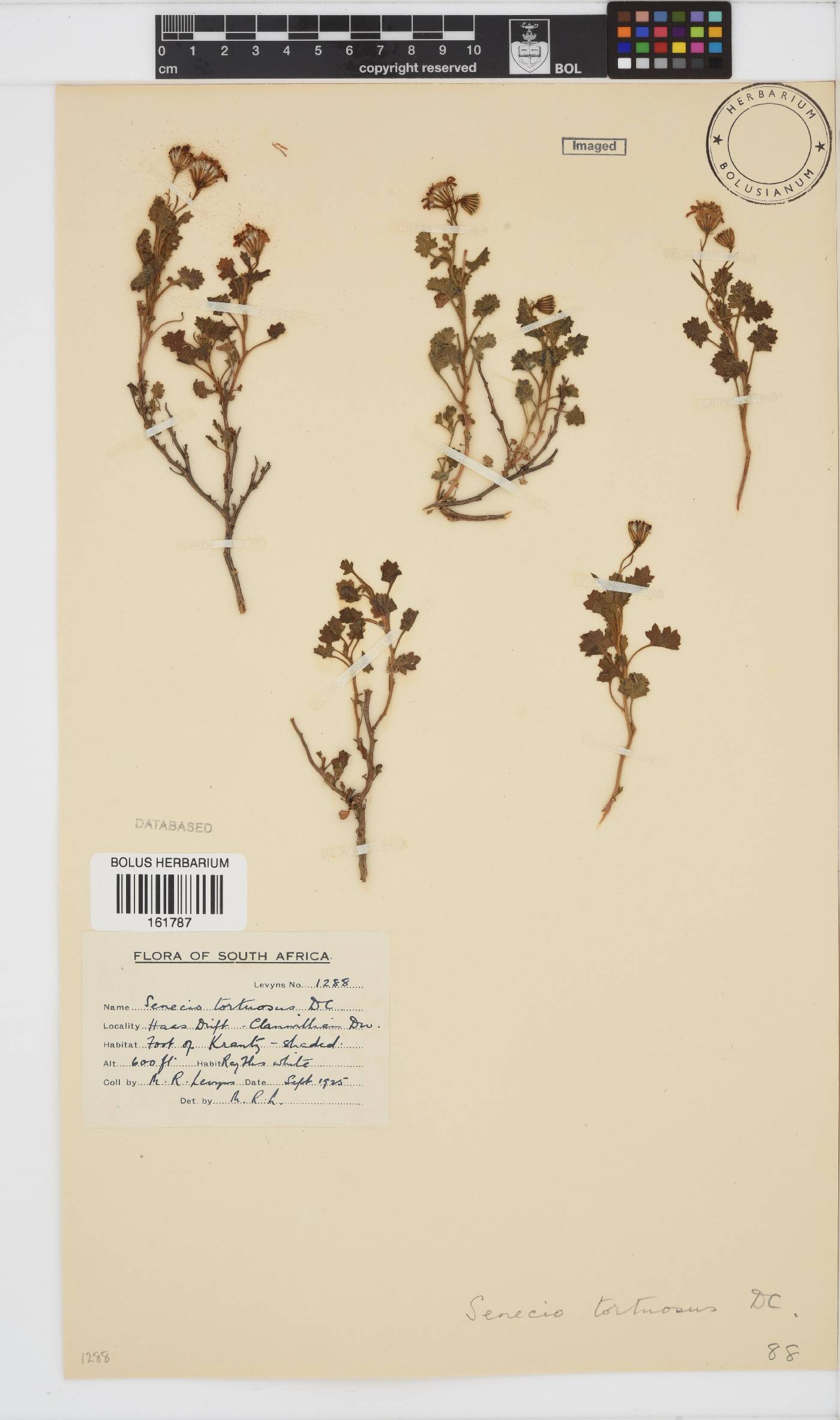 Senecio tortuosus image
