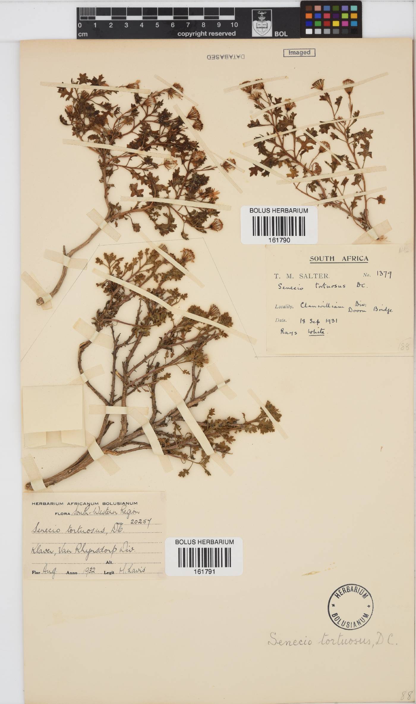 Senecio tortuosus image