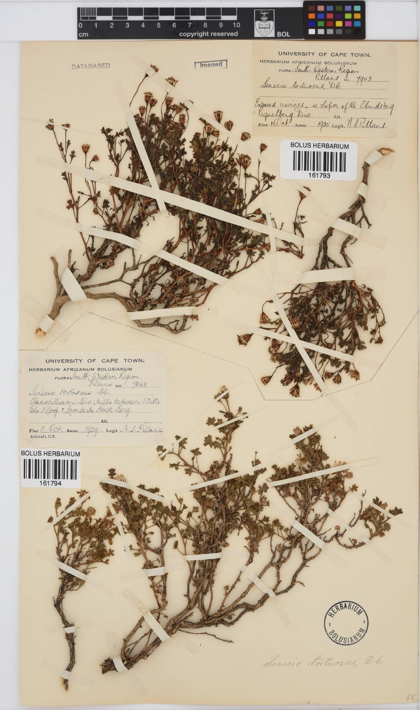 Senecio tortuosus image