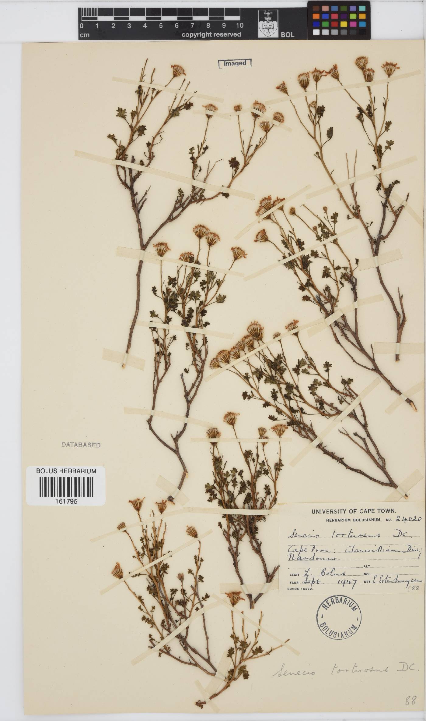 Senecio tortuosus image