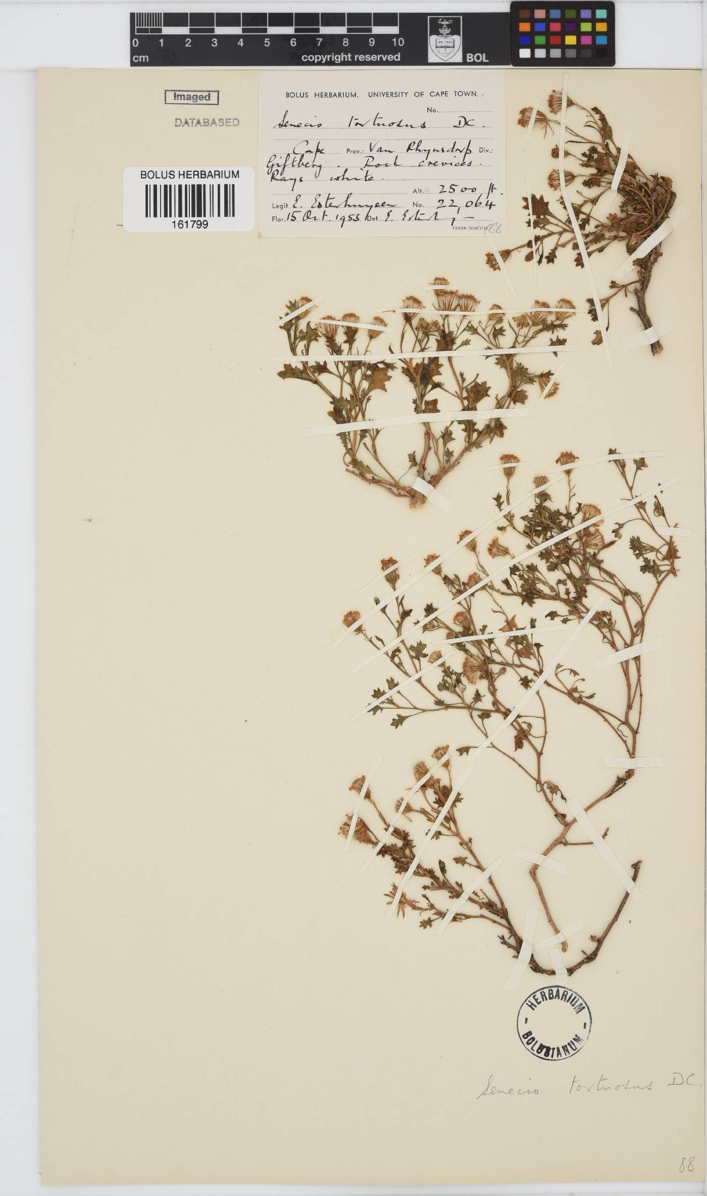 Senecio tortuosus image