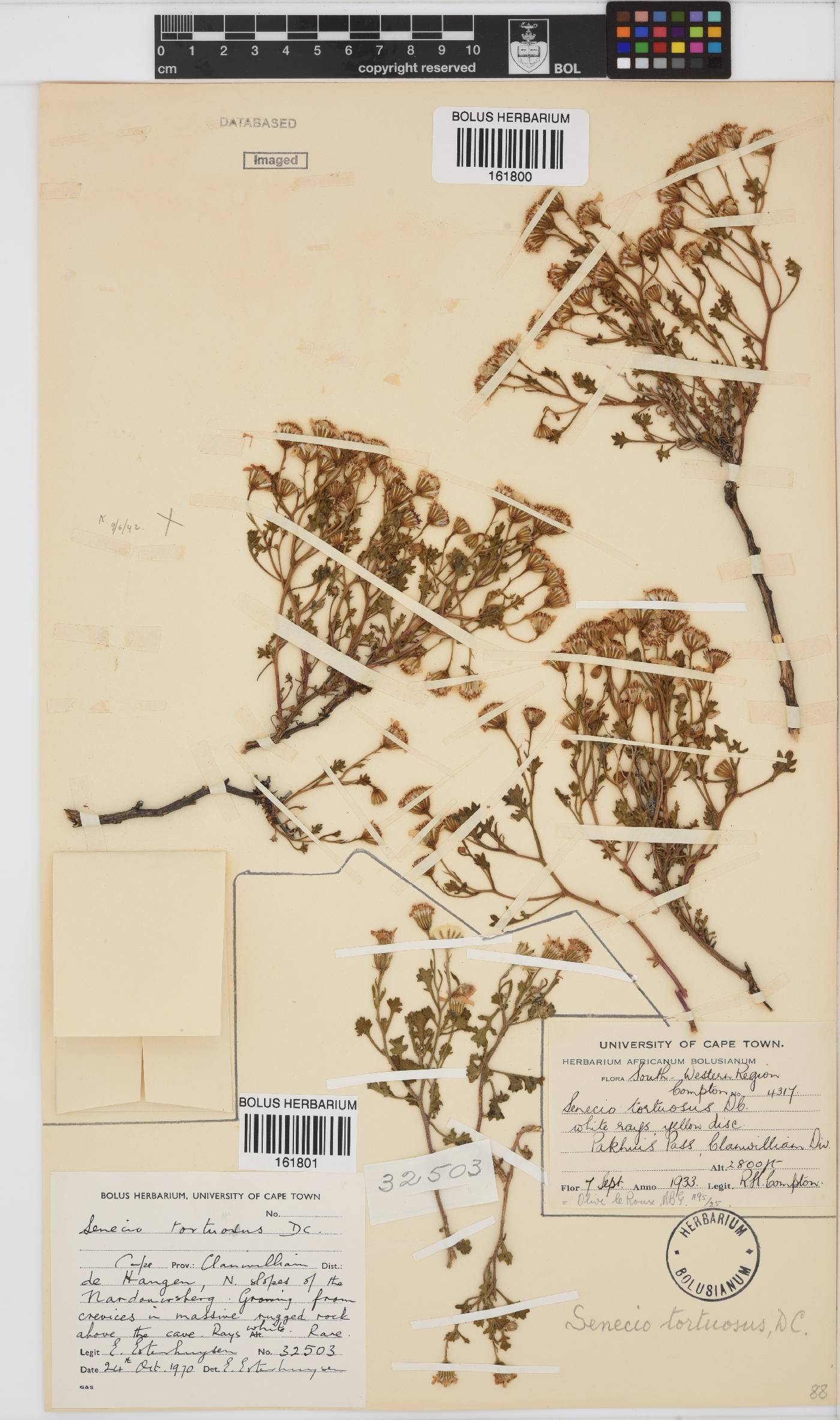 Senecio tortuosus image