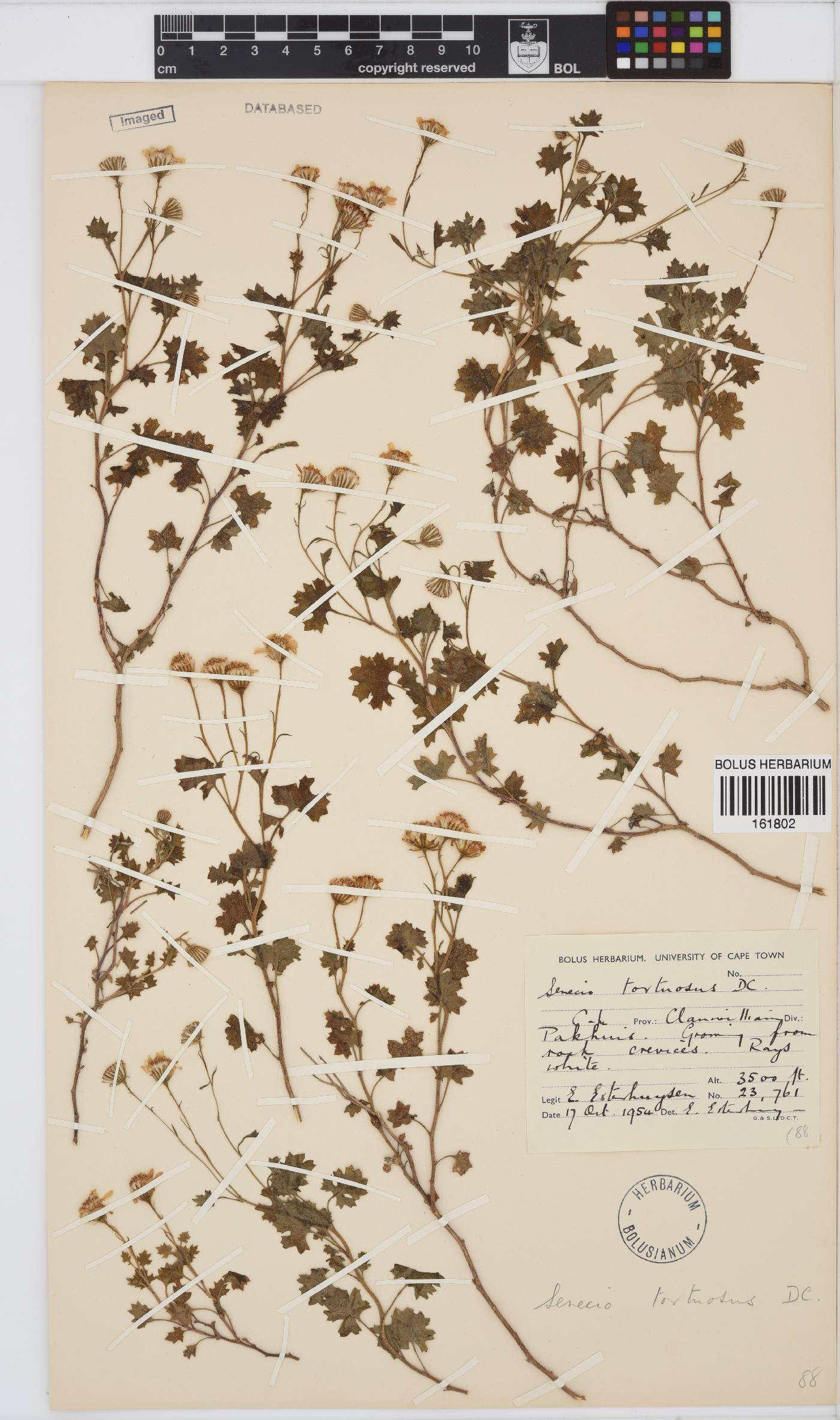 Senecio tortuosus image