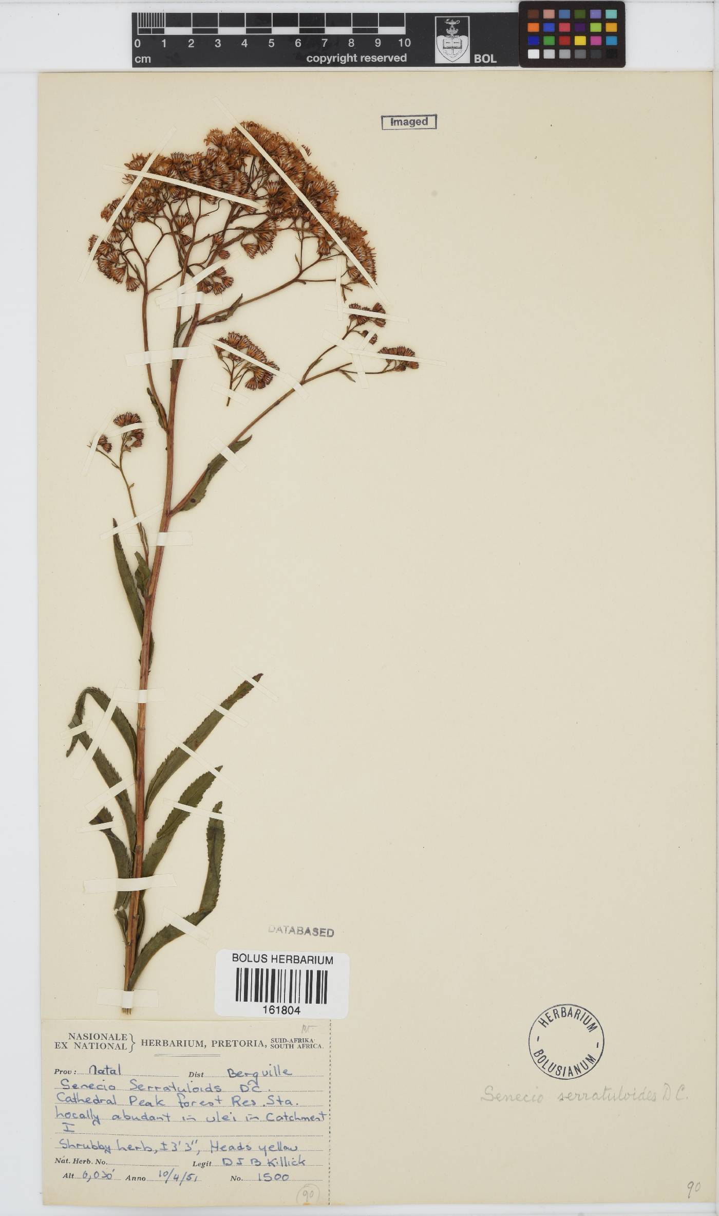 Senecio serratuloides image