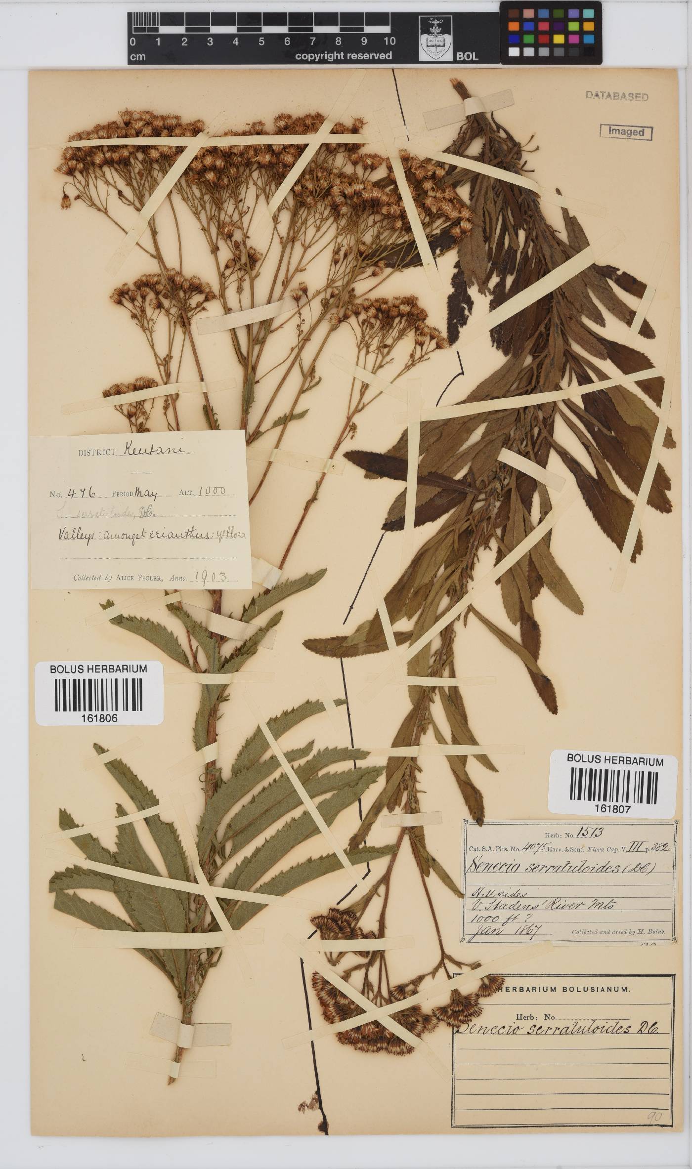 Senecio serratuloides image