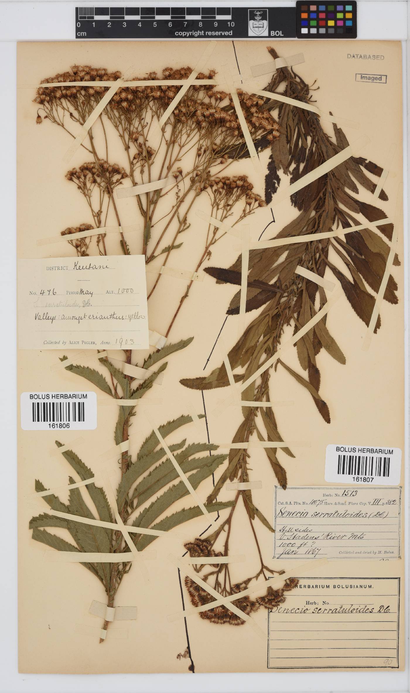 Senecio serratuloides image