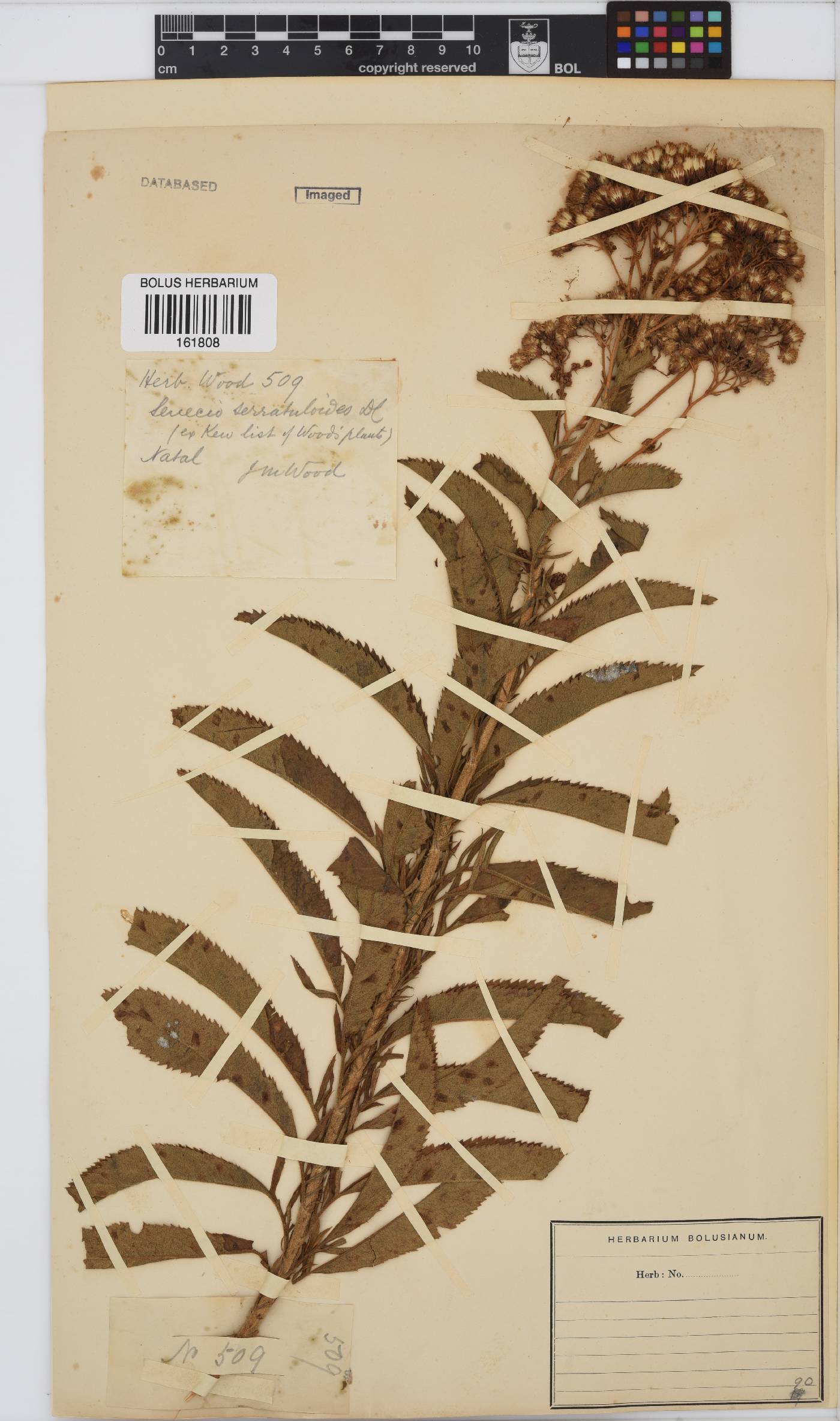 Senecio serratuloides image