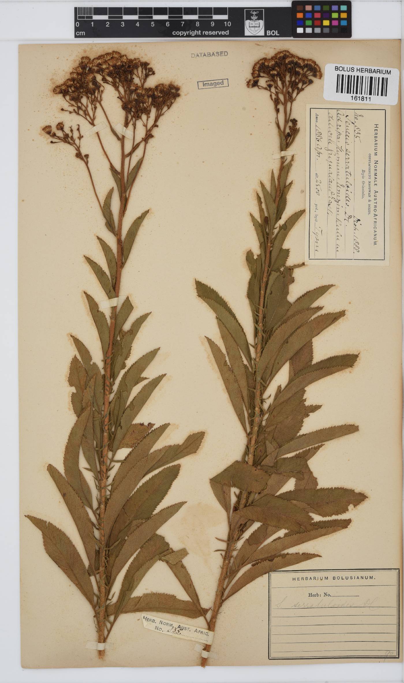 Senecio serratuloides image