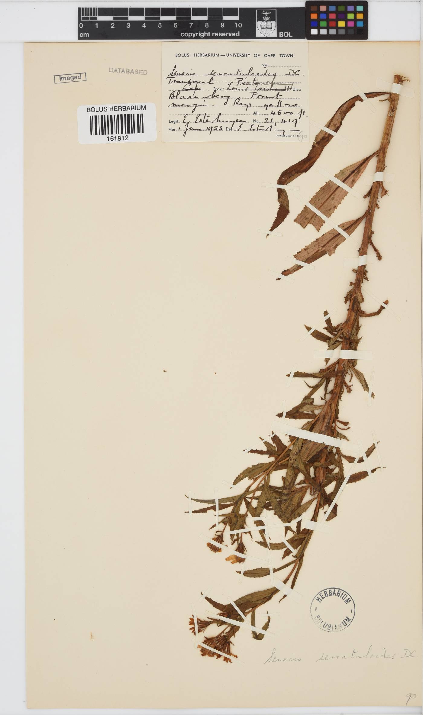 Senecio serratuloides image